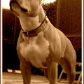 American Staffordshire Terrier