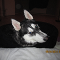 Alaskan Malamute