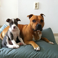 American Staffordshire Terrier