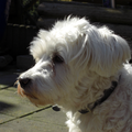 Geen Beschrijving