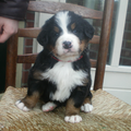 Marley 4,5 week oud, toen al een plaatje!
