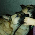 Mechelse Herder