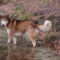 Dit is hunter. We hebben hem uit het asiel gehaald nadat hij vanwege scheiding nergens meer terecht kon. Nou, wij zijn helemáál verliefd op hem.
Met zijn wolvenlook valt hij in het bos nauwelijks op. 
Hier is hij aan het vissen. Is het geen plaatje?