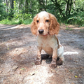 Engelse Cocker Spaniel