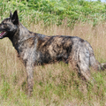 Hollandse Herdershond