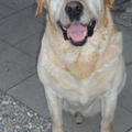 onze yenzo