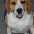 onze darco