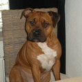 American Staffordshire Terrier