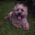 Cairn Terrier