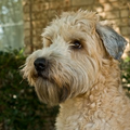 Irish Softcoated Wheaten Terriër