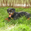 Rottweiler