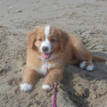 Diva voor het eerst op het strand