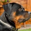 Van de Sjans Rottweilers