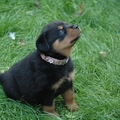 Van de Sjans Rottweilers
