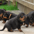 Van de Sjans Rottweilers