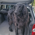 Flat Coated Retriever