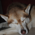een husky die een hele dag slaapt is zeldzaam wel... deze foto is een bewijs van de tamste husky van belgië