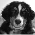 Berner Sennenhond