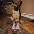 mijn hond in mijn roze all star schoenen