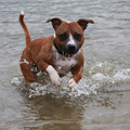 Staffalicious