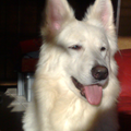 witte herder