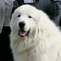 le roi du mont 