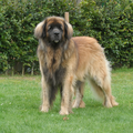 Leonberger