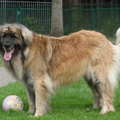 Leonberger
