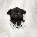 chikechihuahua