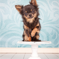 chikechihuahua