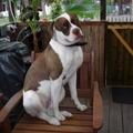 Amerikaanse Bulldog
