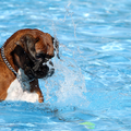 Hondenzwemmen in Mirandabad, Amsterdam!