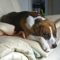 Een luie Beagle onze Indy