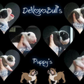 DeNovoBulls