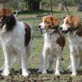 Kooikerhondje