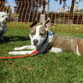 American Staffordshire Terrier