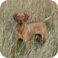 Vizsla (Hongaarse staande hond)