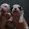 DeNovoBulls