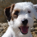 Jack Russell Terrier