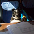 ik moest in de trein heel wat papieren doornemen, zonder de hulp van maxje was het natuurlijk nooit goedgekomen.