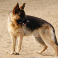 Duitse Herder