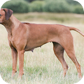 Rhodesian Ridgeback