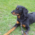 Beauceron van de Bieze