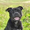 Staffordshire Bull Terrier