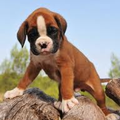 Boxer