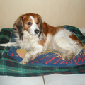 Kooikerhondje