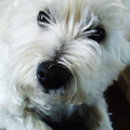 West Highland White Terrier