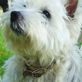 West Highland White Terrier