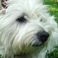 West Highland White Terrier