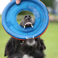 een leuke foto van mara met haar drijvende frisbee!